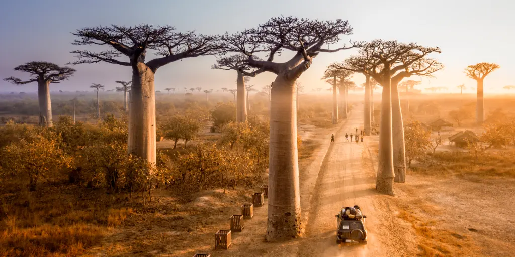 A car drives down the Avenue of the Baobabs in Madagascar, Africa, at sunrise