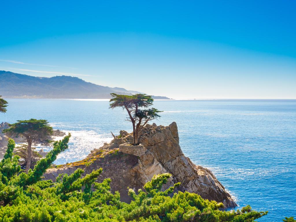 Lone Cypress as seen from 17-Mile Drive in California near Monterey on a sunny day