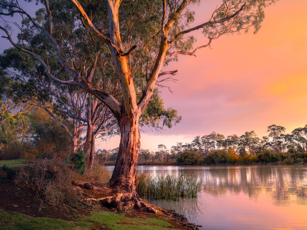 Murray River, South Australia at sunset with tall trees on the left and the river reflecting the trees in the background.