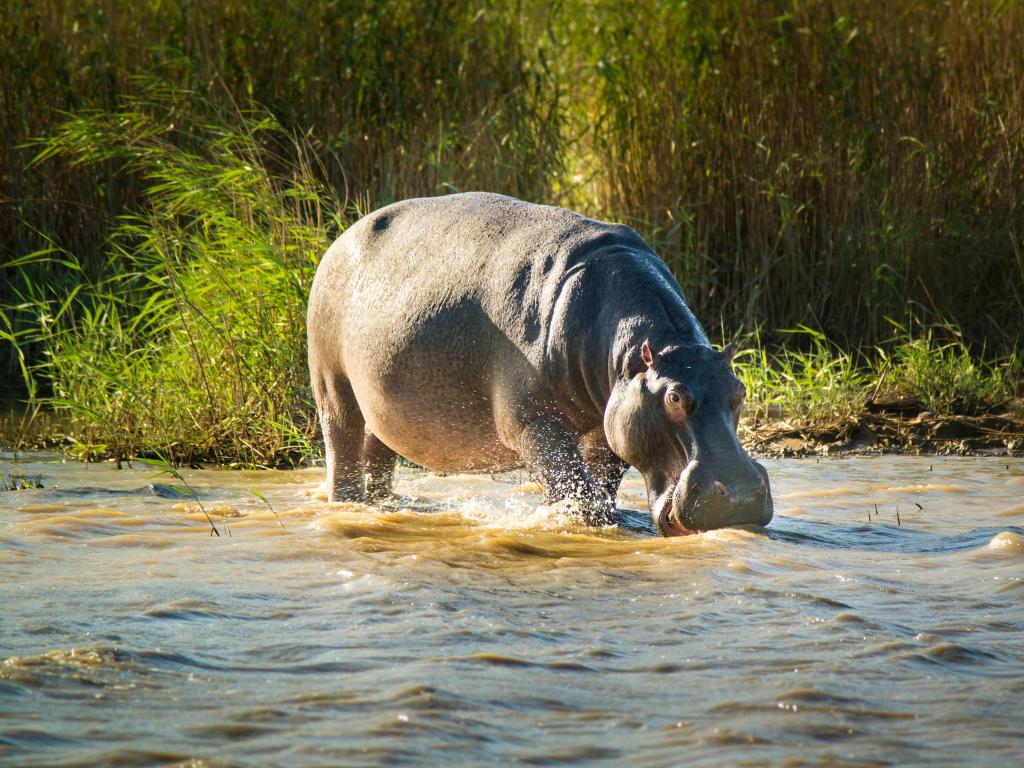 Hippo in shallow water in iSimangaliso-Wetland-Park