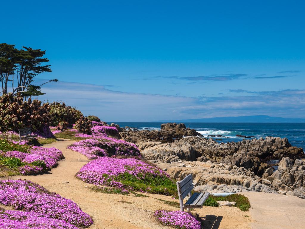 Monterey beach, California, USA with purple wild flowers in the foreground and overlooking the beach beach against a blue sky.