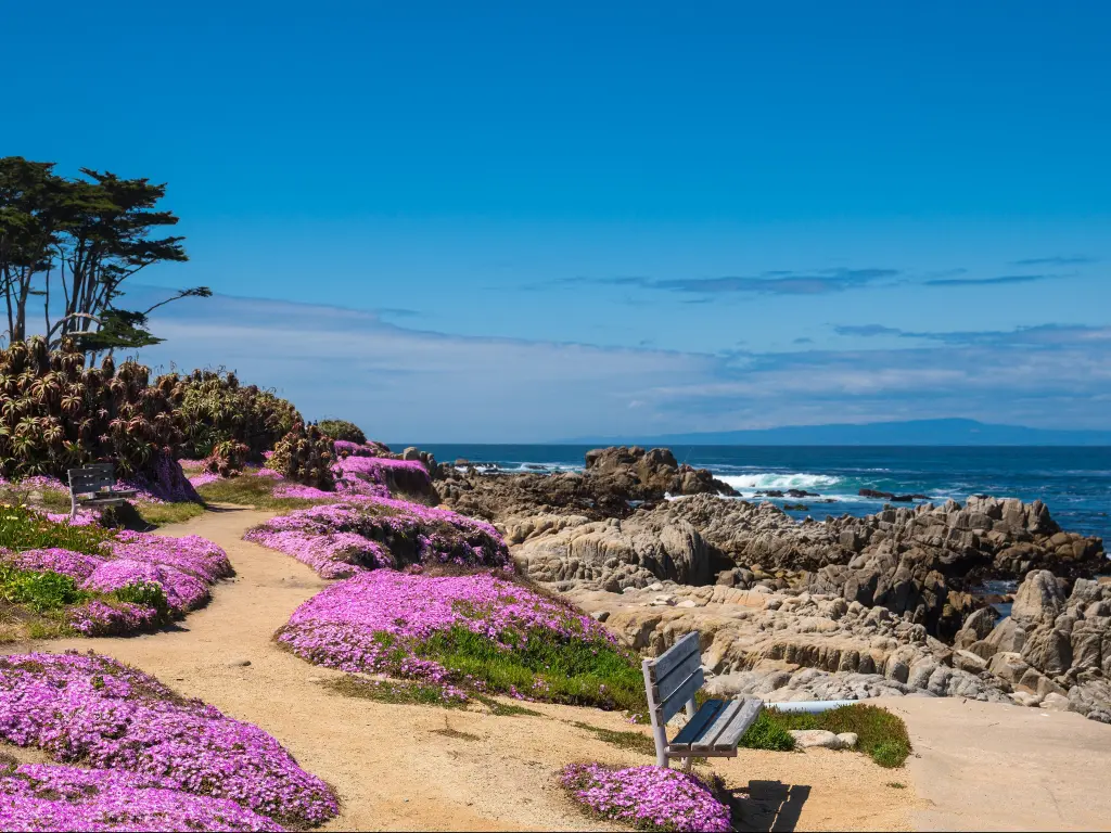 Monterey beach, California, USA with purple wild flowers in the foreground and overlooking the beach beach against a blue sky.