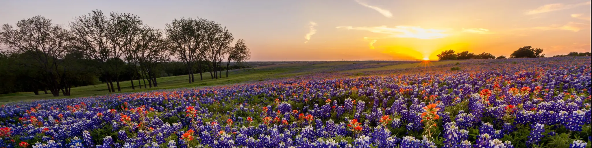 Red, white and blue flowers emblematic of Texas, with sunset behind