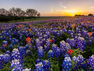 Red, white and blue flowers emblematic of Texas, with sunset behind