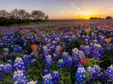 Red, white and blue flowers emblematic of Texas, with sunset behind