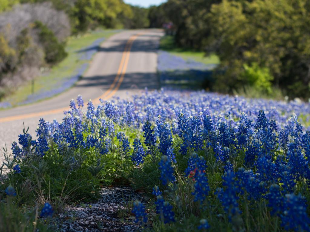 Blue flowers and green bushes with a road in the middle