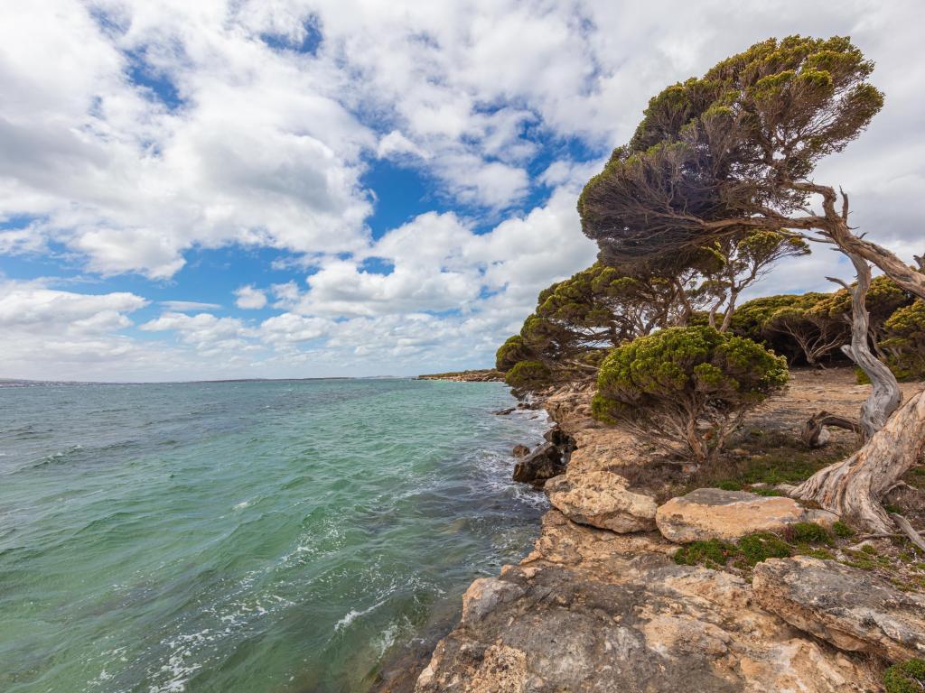 Spencer Gulf, Whyalla, Australia taken at the shoreline at Spencer Gulf near the town Whyalla. Tree bent by the strong sea wind. Stony beach front with rough waves at the south coast of Australia. White clouds on blue sky and crystal clear water.