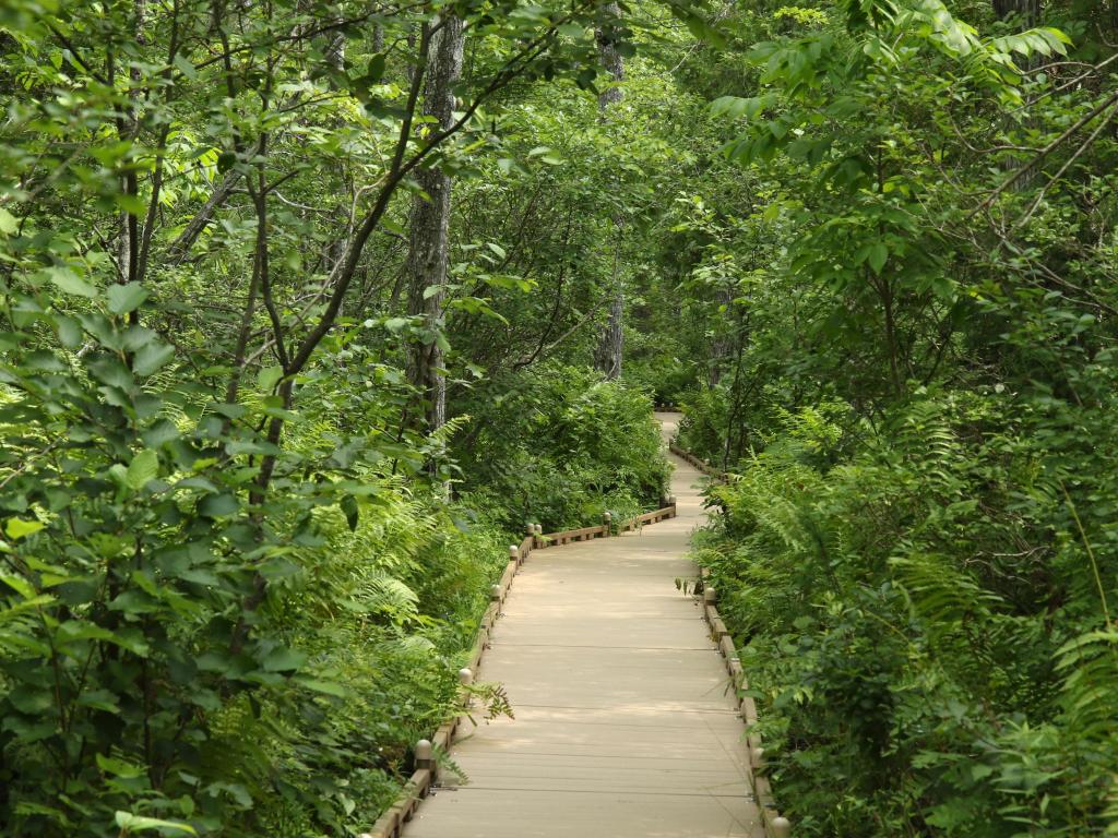 Bangor City Forest, Maine, USA with a spruce bog boardwalk through a forest.