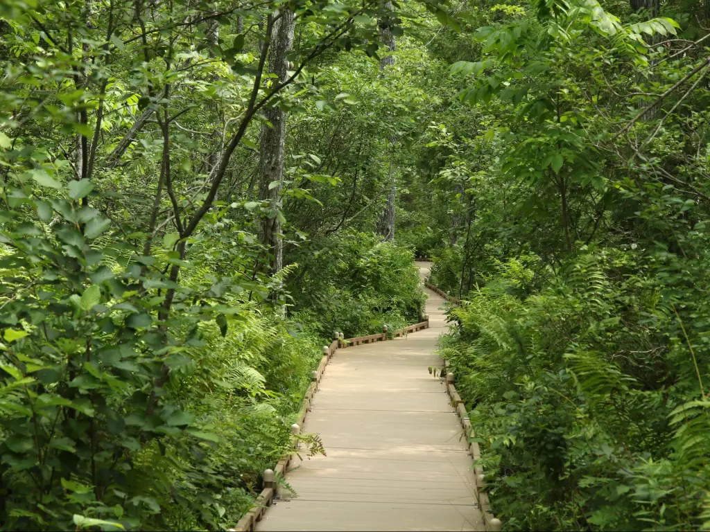 Bangor City Forest, Maine, USA with a spruce bog boardwalk through a forest.