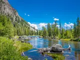 Madison River near the West Entrance to Yellowstone National Park