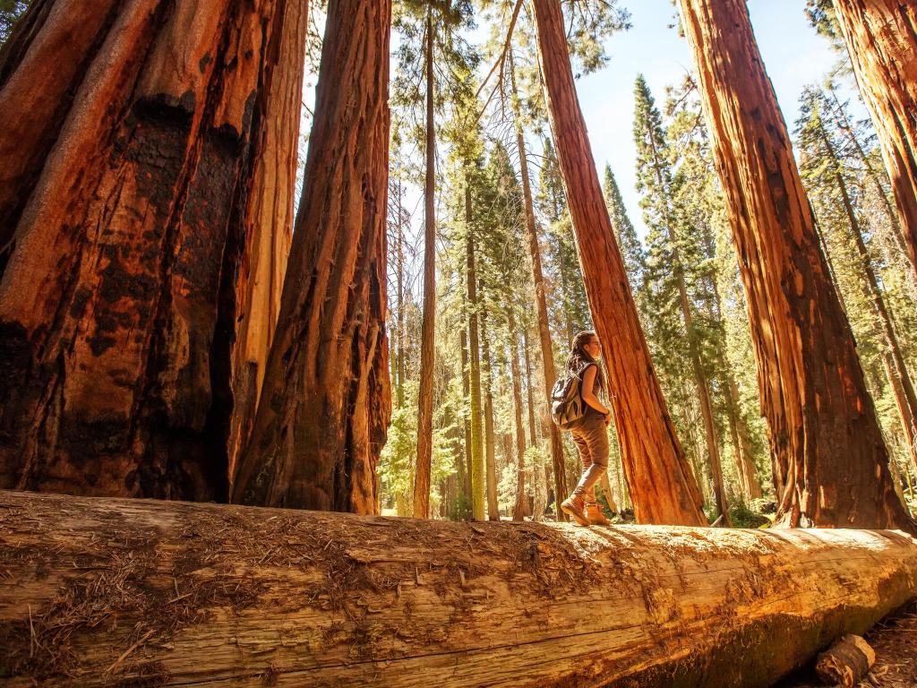 Hiker in Sequoia national park in California, USA