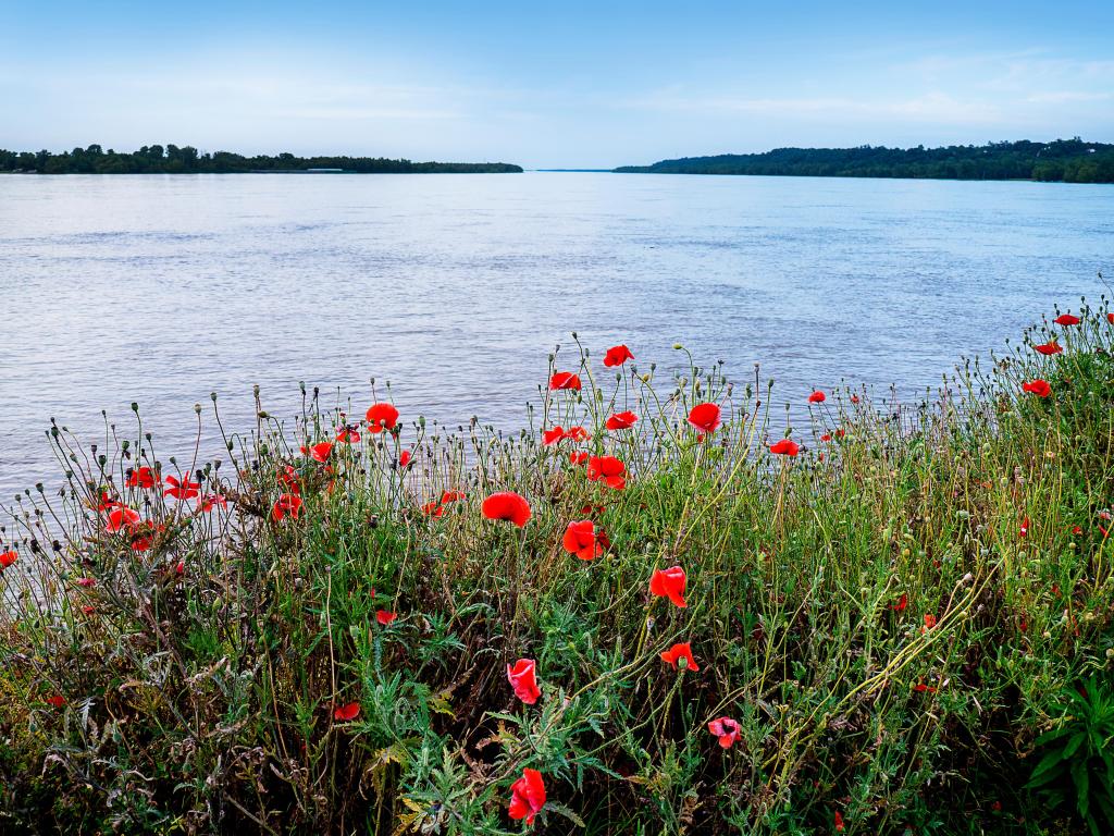 Natchez, Mississippi River, USA with wild poppies in the foreground at evening under the Hill on the banks of the mighty Mississippi River.