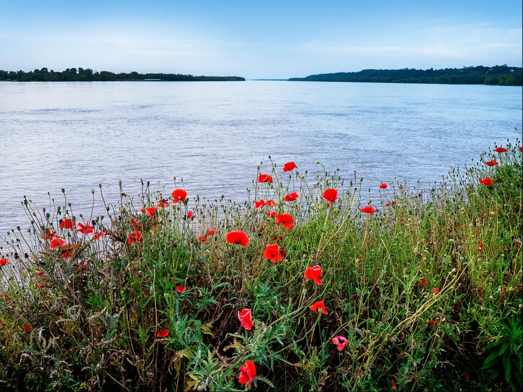 Natchez, Mississippi River, USA with wild poppies in the foreground at evening under the Hill on the banks of the mighty Mississippi River.