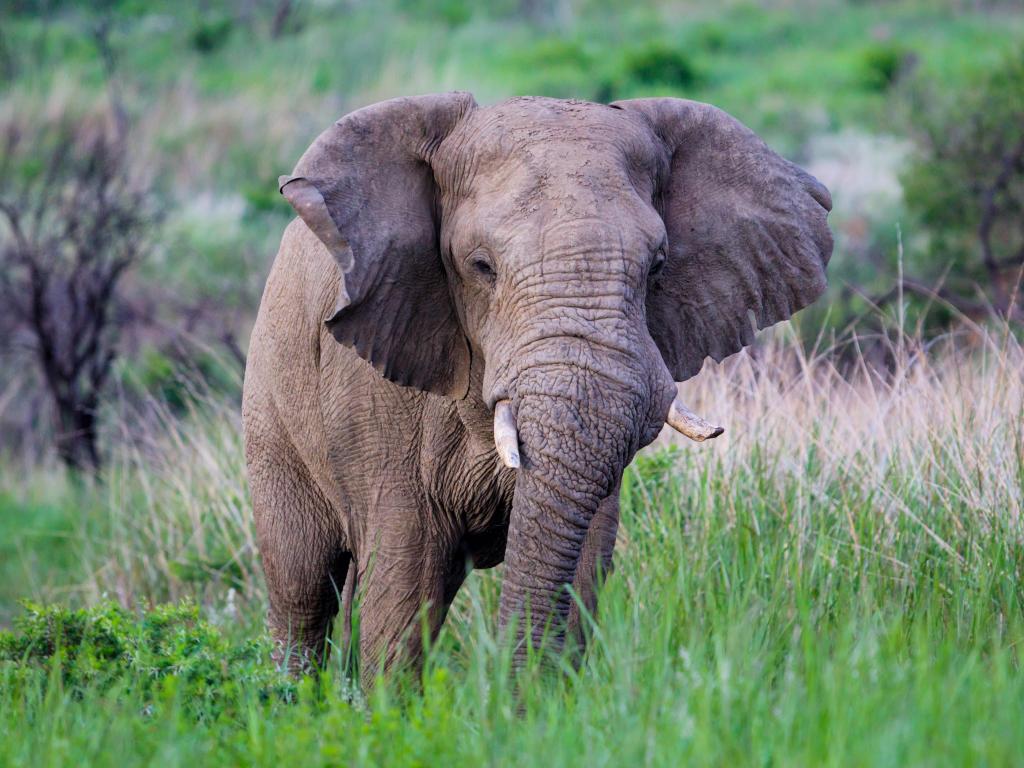 Bull elephant in a Game Reserve near Ladysmith in South Africa