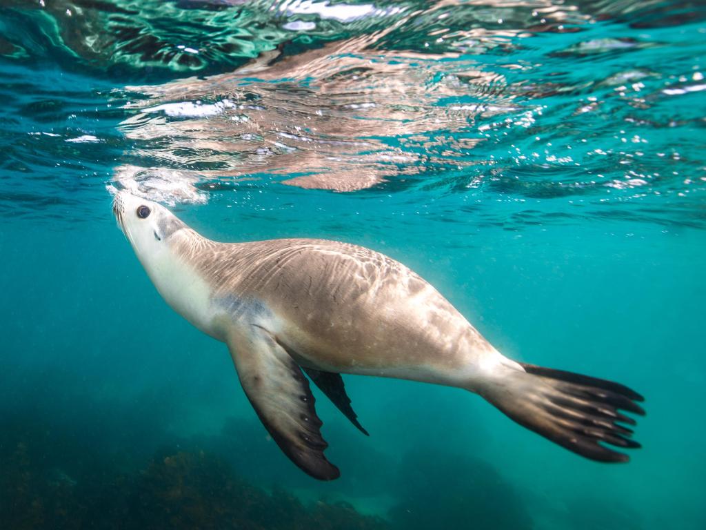 Sea lion in the ocean near Port Lincoln