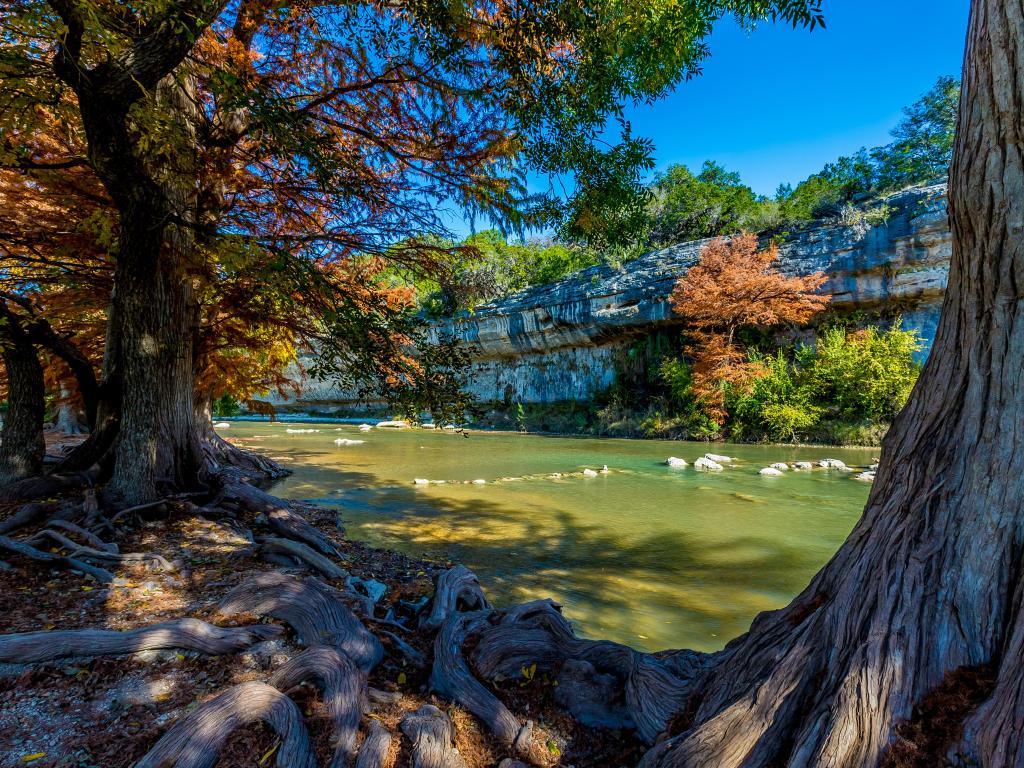 Photo taken from under the vibrant, bright orange autumn leaves, cypress trees stand tall at Guadalupe River State Park, Texas.