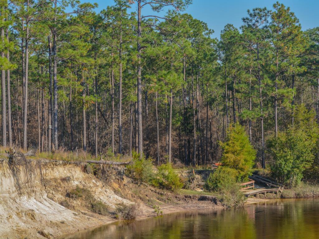 Blackwater River State Forest, Florida, USA with a view of the Blackwater River running through the forest.