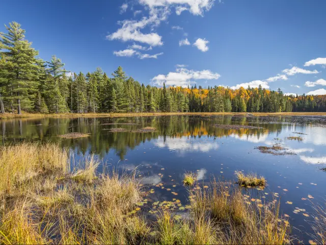 Beaver Pond surrounded by forest in the Algonquin Provincial Park, Ontario, Canada.