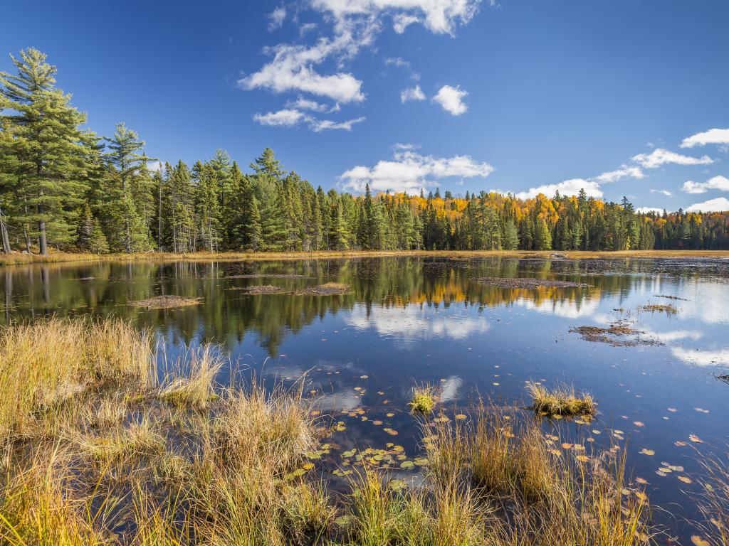 Beaver Pond surrounded by forest in the Algonquin Provincial Park, Ontario, Canada.