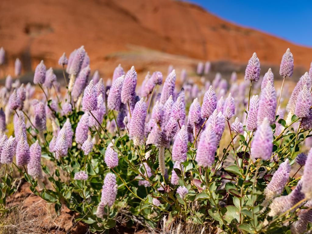 Close up of mulla mulla flowers with a Kata Tjuta dome in the distance 