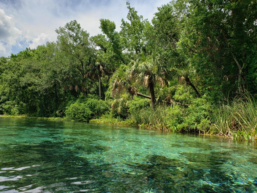 Ocala National Forest, USA taken at Alexander Springs with dense woodland in the background and turquoise water in the foreground.