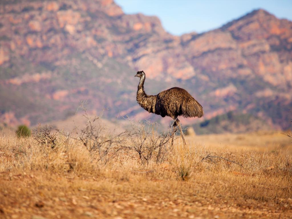A lone emu standing along with the Flinders Ranges as its backdrop on a sunny day