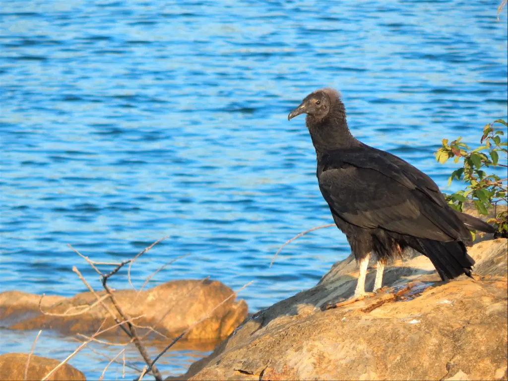 Black Vulture sitting by the lake shore on a rock