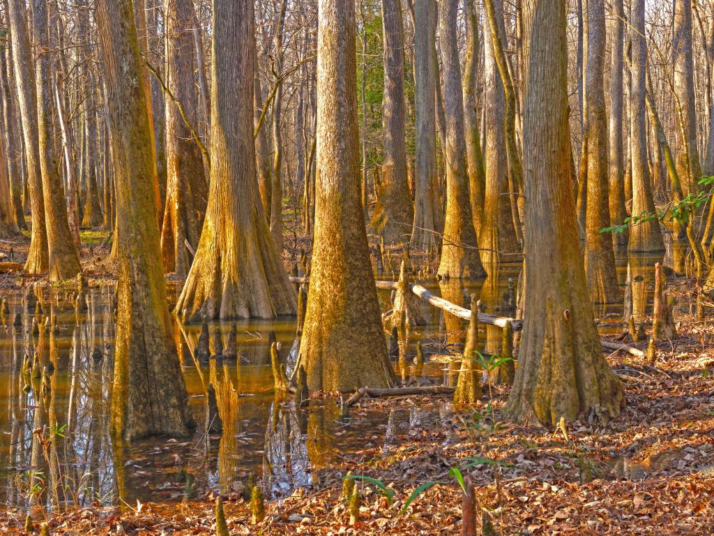 Dense Growth in a Bottomland Forest in Congaree National Park in South Carolina.