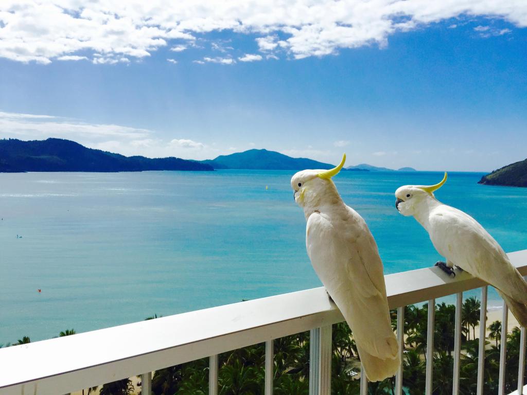 Cockatoos having a great vacation! at Hamilton Island