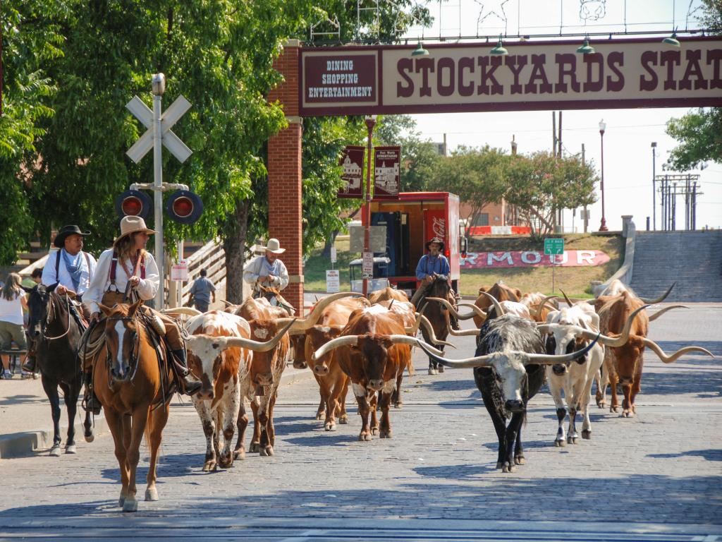 A herd of cattle parading through the Fort Worth Stockyards accompanied by cowboys on horseback