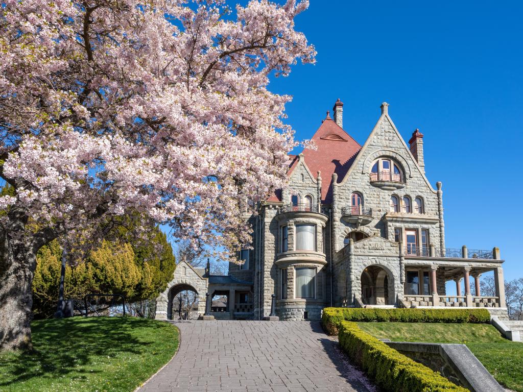 Craigdarroch Castle exterior with full bloom cherry blossom on a sunny day with blue skies