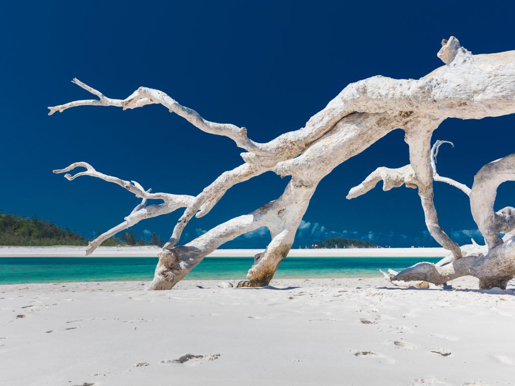 White driftwood tree on amazing Whitehaven Beach with white sand in the Whitsunday Islands, north Queensland, Australia