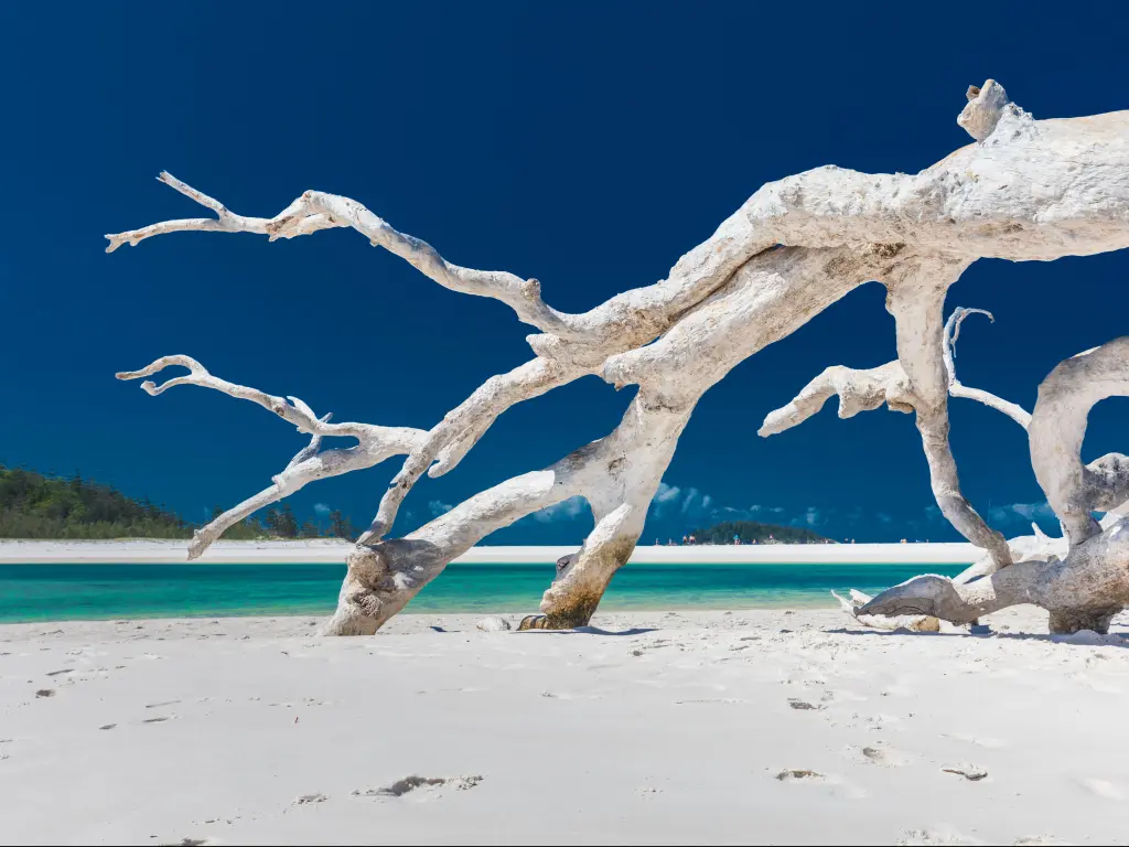 White driftwood tree on amazing Whitehaven Beach with white sand in the Whitsunday Islands, north Queensland, Australia