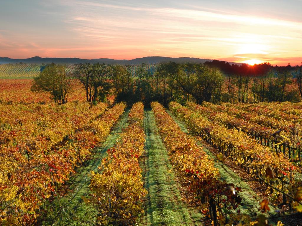 Sonoma Vineyards at sunset near Sebastopol, California