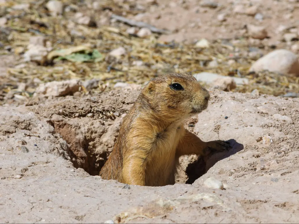 A cute prairie dog emerging from its hole in Living Desert Zoo Gardens State Park in Carlsbad