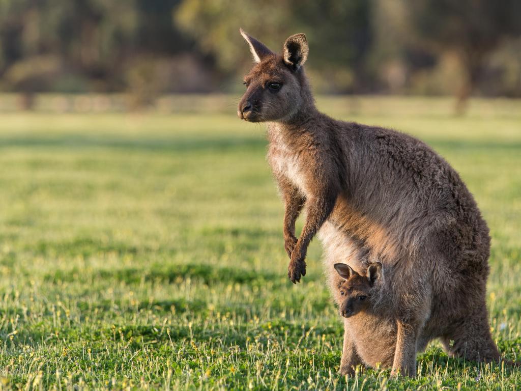 A western grey kangaroo with joey looking out of the pouch, Macropus fuliginosus, subspecies Kangaroo Island kangaroo.