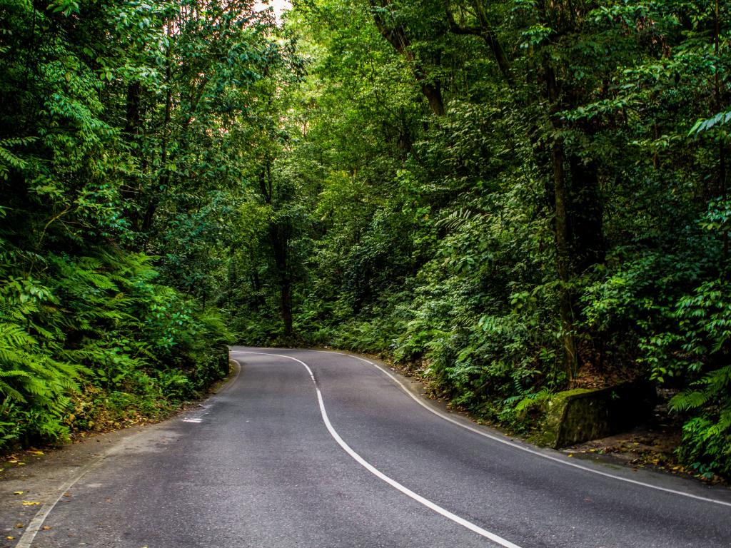 A road through the jungle in Jamaica