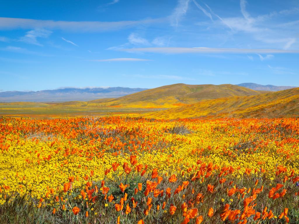 Antelope Valley California Poppy State Natural Reserve, USA with orange poppy fields against a blue sky.