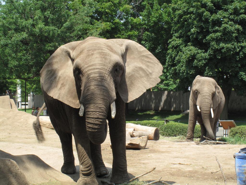 Two elephants at the zoo