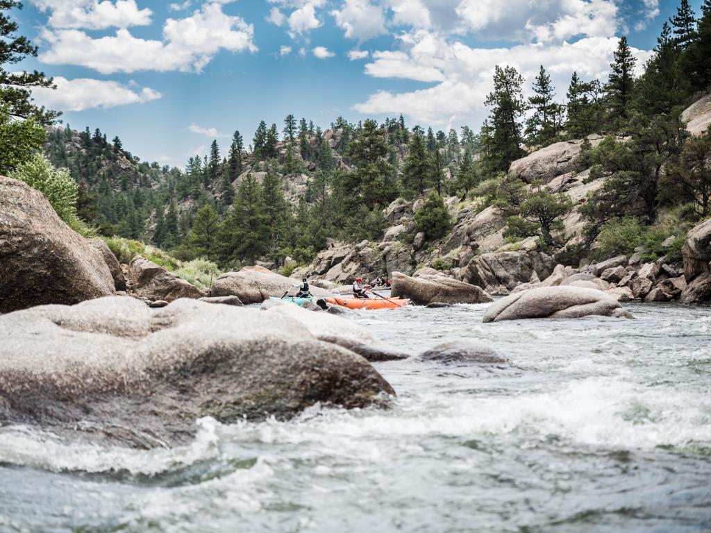 A group of people white water rafting in orange and blue rafts on the Arkansas River in Salida, Colorado, surrounded by pine trees