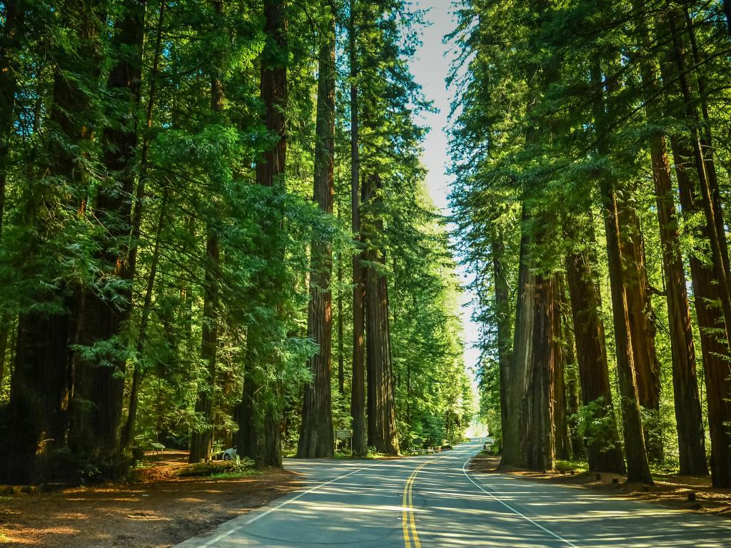 Redwood Forest Highway, Northern California, USA