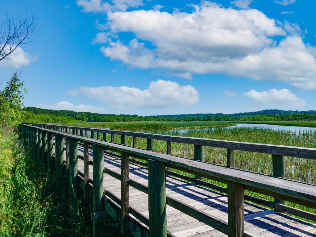 Meaher State Park in Mobile Bay, Alabama on a sunny day. The photo depicts a bridge nestled among lush greens.