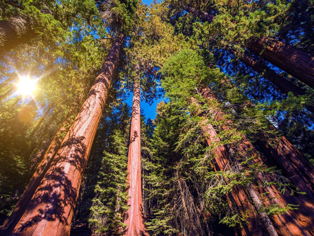 Giant Sequoias create a canopy with a patch of sky beaming in between their branches in the forest. Sequoia National Forest in California Sierra Nevada Mountains, United States.