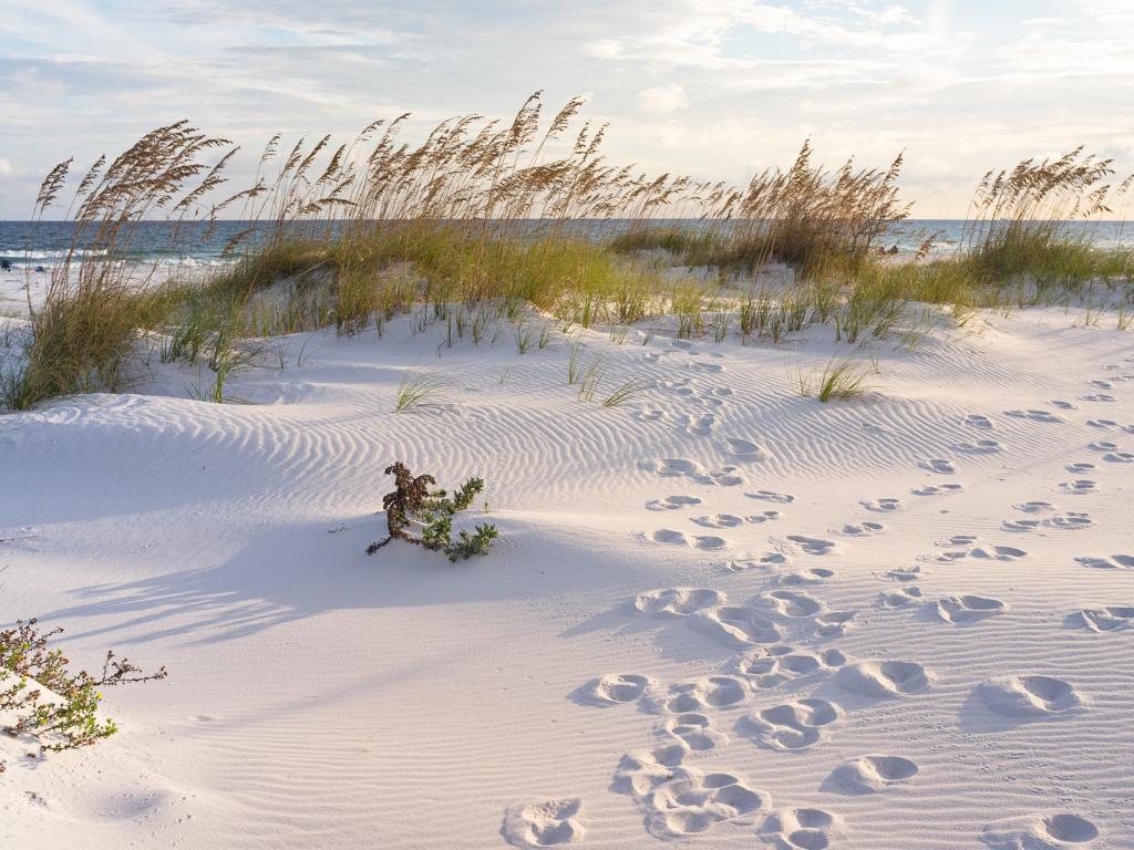 Pensacola Beach, Florida, USA with footprints in the sand at sunset in the dunes of Pensacola Beach.