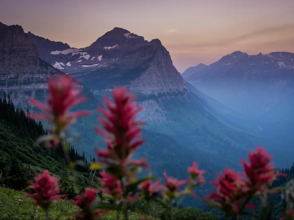 Glacier National Park, Montana with Clements Mountain through Red Pantbrush Blooms at dawn.