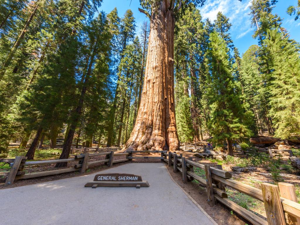 Full height of the General Sherman Tree, the largest tree on Earth at Sequoia National Park, with signage at the base of the trunk