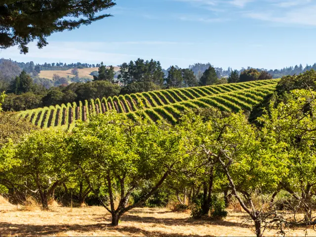 Vineyards near Sebastopol, California