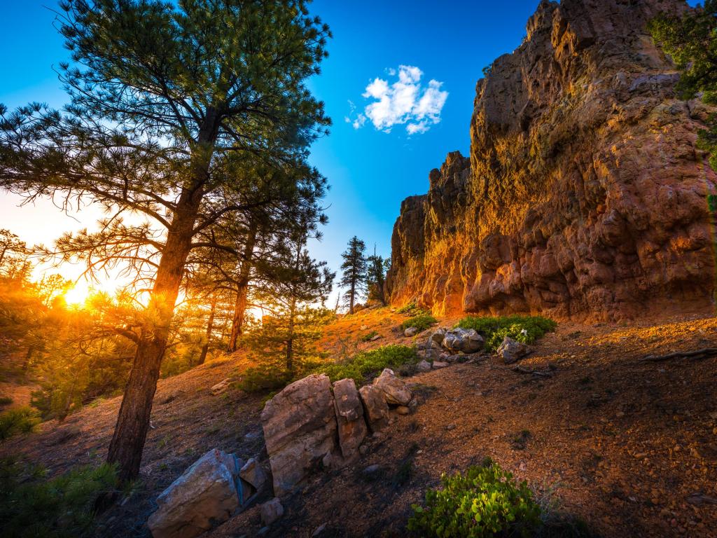 Bright sunset light shines through pine trees over red rocky cliff face