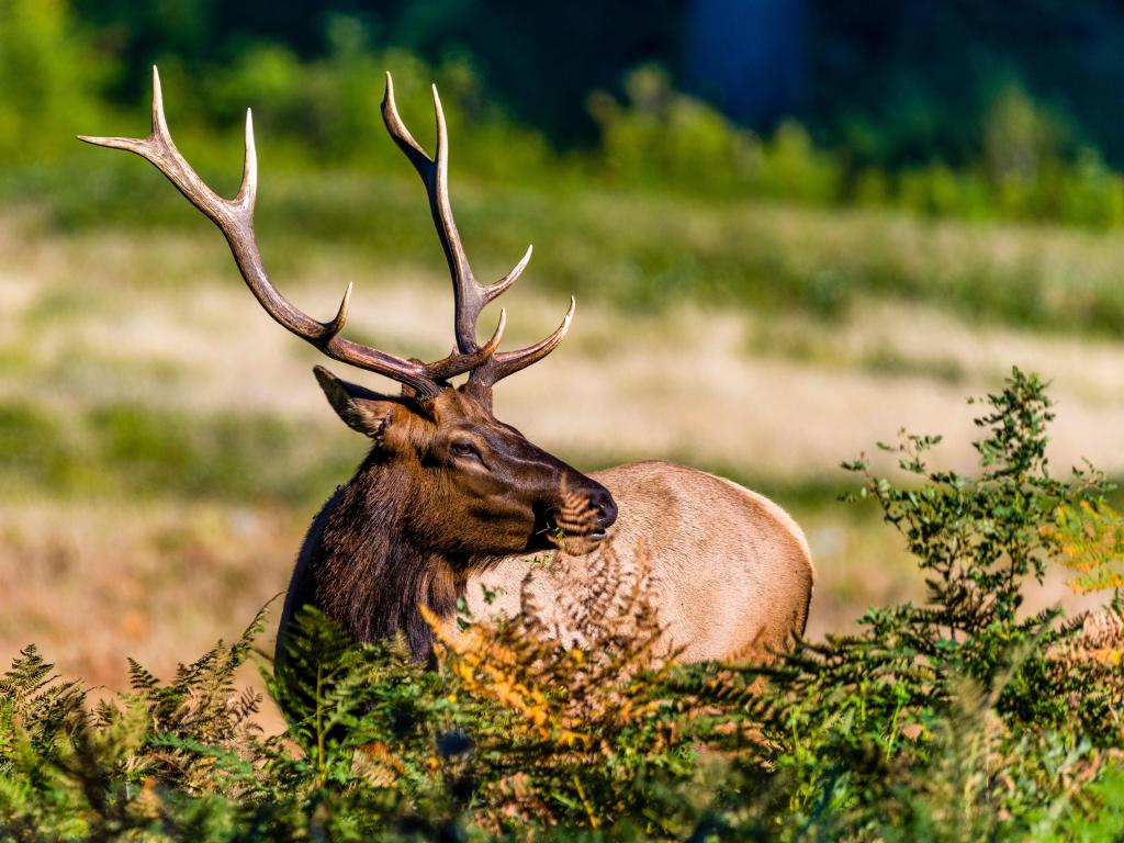 Elk in Redwood National Park 