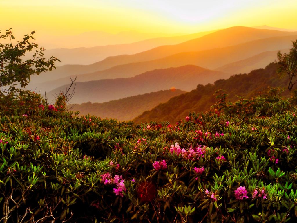Appalachian Mountains, USA taken at sunset with the mountains in the background and pink flowers in the foreground.